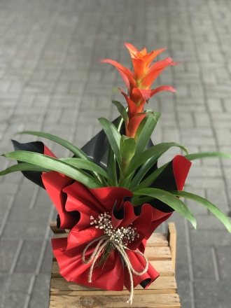 Saksıda Guzmania